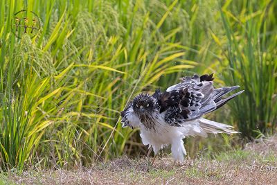 Eastern Marsh Harrier