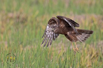 Pied Harrier