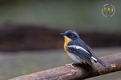 Rufous Chested Flycatcher