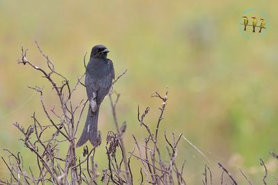 Black Drongo