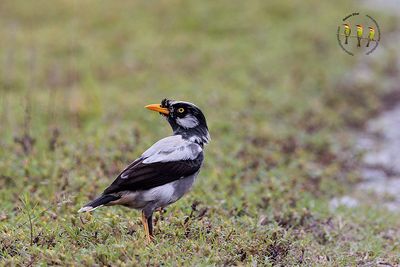 Javan Myna