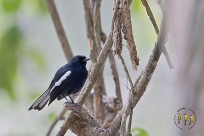 Magpie Robin