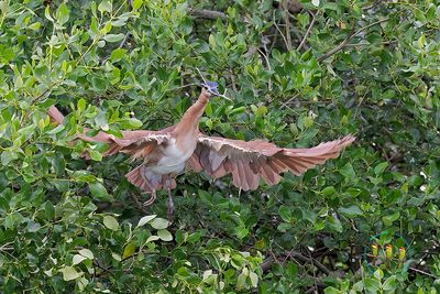 Rufous Night Heron