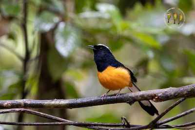 White Crowned Shama