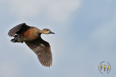Wandering Whistling Duck