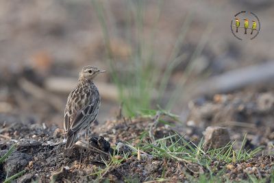 Red Throated Pipit