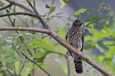 Hodgson's Hawk Cuckoo