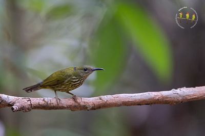 Purple Naped Sunbird