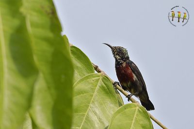 Van Hasselt's Sunbird