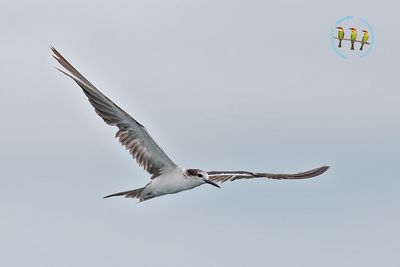 Bridled Tern