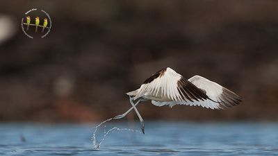 Pied Avocet