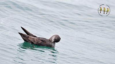 Short Tailed Shearwater