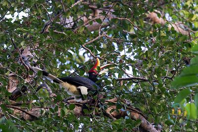 Rhinoceros Hornbill