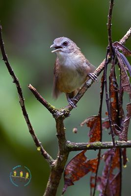 Horsfield Babbler