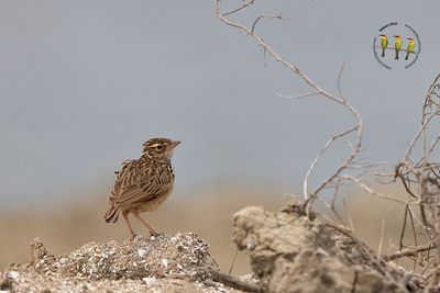 Indochinese Bushlark