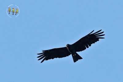 Black Eagle