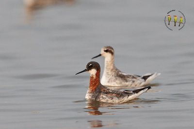 Red Necked Phalarope