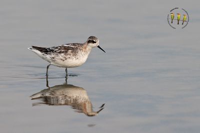 Red Necked Phalarope