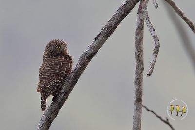 Asian Barred Owlet