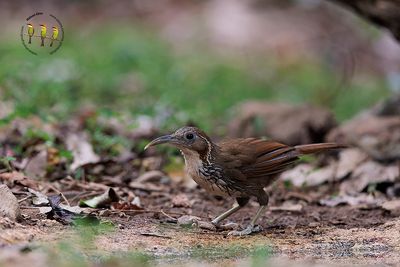 Large Scimitar Babbler