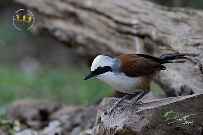 White Crested Laughingthrush