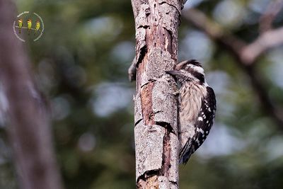 Grey Capped Pygmy Woodpecker