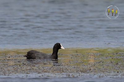 Eurasian coot