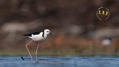 Pied Stilt