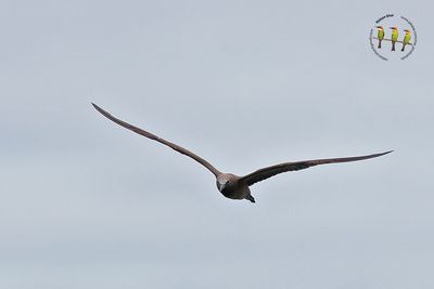 Brown Noddy