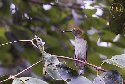 Grey Breasted Spiderhunter