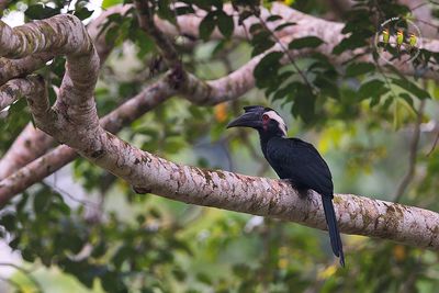 Black Hornbill