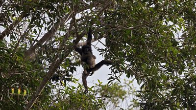 East Bornean Grey Gibbon