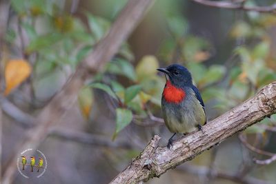 Black Sided Flowerpecker