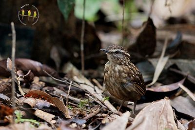 Eyebrowed Wren Babbler