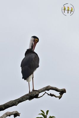 Storm's Stork
