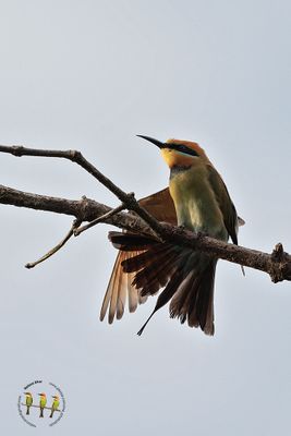 Rainbow Beeeater