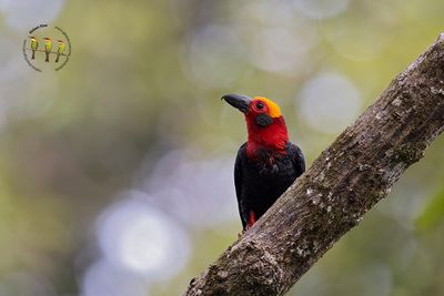 Bornean Bristlehead