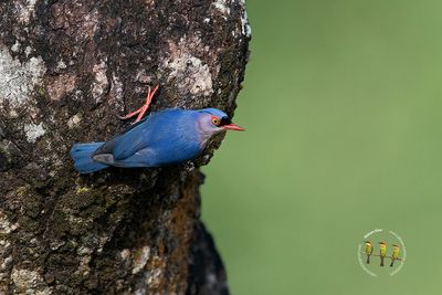 Velvet Fronted Nuthatch