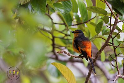 Fiery Minivet