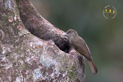 Charlotte's Bulbul
