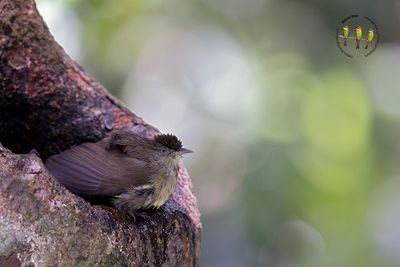 Charlotte's Bulbul