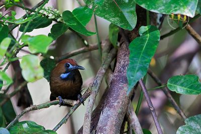 Fluffy Backed Tit Babbler