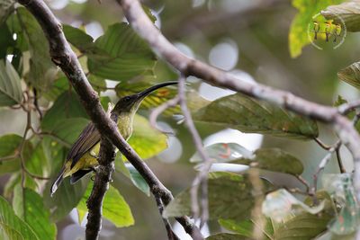 Long Billed Spiderhunter