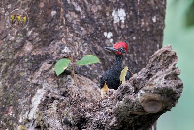 White Bellied Woodpecker