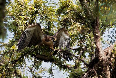 Oriental Honey Buzzard