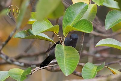 Lesser Cuckooshrike