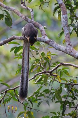 Cream Coloured Giant Squirrel