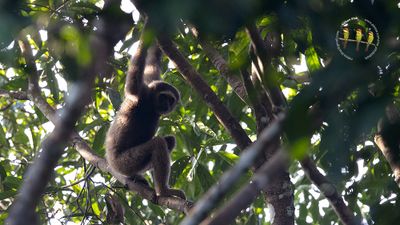 Eastern Grey Gibbon