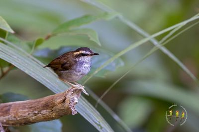 Bornean Stubtail