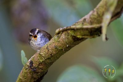 Bornean Stubtail